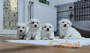Coton de Tulear